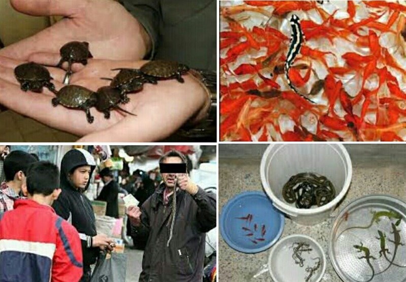 تجارت غیرقانونی جانوران در حال انقراض در بازار شب عید