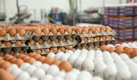 صادرات ۹۵ هزار تنی تخم مرغ در ۷ ماه؛ قیمت ثابت است