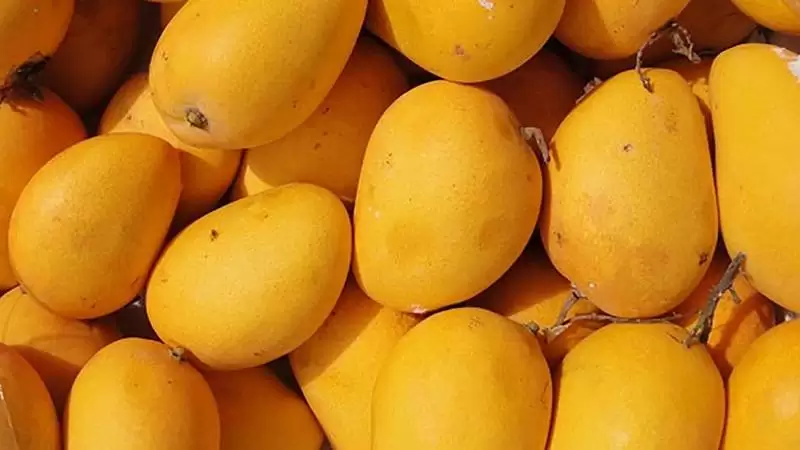 آیا«بنزین» ازایران قاچاق وبه‌جای آن «انبه» ازپاکستان قاچاق می‌شود