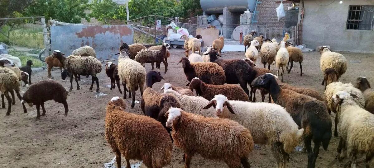 نرخ هر کیلوگرم دام زنده بین ۱۸۰ تا ۲۸۵ هزار تومان