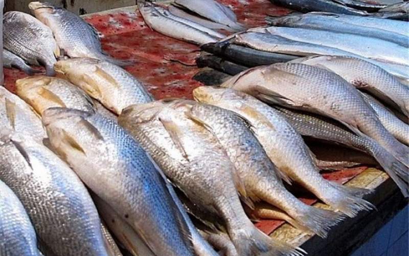 تولید تن ماهی از ۶۵۰ میلیون عدد در سال به ۲۵۰ میلیون عدد رسید
